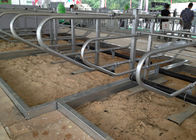 3mm Grubość ocynkowana Krowa Wolne miejsce dla gospodarstw mlecznych krowy