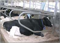 Typ jednorzędowy Galwanizowana krowa wolna dla ciężarnych jałówek / cattles