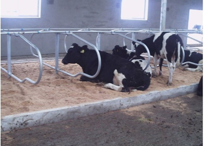 Dairy Farm Dwurzędowe Typ Krowa Wolne Stoisko Z 1,20 m Odstępu Bydła